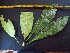  (Himatanthus - K1353_C6)  @11 [ ] CreativeCommons - Attribution Non-Commercial Share-Alike (2019) Varun Swamy San Diego Zoo Global