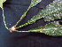  ( - K1353_C6)  @11 [ ] CreativeCommons - Attribution Non-Commercial Share-Alike (2019) Varun Swamy San Diego Zoo Global