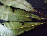  ( - K1353_C6)  @11 [ ] CreativeCommons - Attribution Non-Commercial Share-Alike (2019) Varun Swamy San Diego Zoo Global