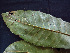  ( - K1353_C6)  @11 [ ] CreativeCommons - Attribution Non-Commercial Share-Alike (2019) Varun Swamy San Diego Zoo Global
