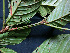 ( - K1353_A8)  @11 [ ] CreativeCommons - Attribution Non-Commercial Share-Alike (2019) Varun Swamy San Diego Zoo Global