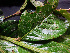  ( - K1353_A8)  @11 [ ] CreativeCommons - Attribution Non-Commercial Share-Alike (2019) Varun Swamy San Diego Zoo Global