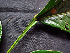  ( - K1353_A8)  @11 [ ] CreativeCommons - Attribution Non-Commercial Share-Alike (2019) Varun Swamy San Diego Zoo Global