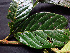  ( - K1353_A8)  @11 [ ] CreativeCommons - Attribution Non-Commercial Share-Alike (2019) Varun Swamy San Diego Zoo Global