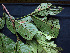  ( - K1353_A8)  @11 [ ] CreativeCommons - Attribution Non-Commercial Share-Alike (2019) Varun Swamy San Diego Zoo Global