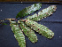  (Talisia sp. 2 - K1353_H7)  @11 [ ] CreativeCommons - Attribution Non-Commercial Share-Alike (2019) Varun Swamy San Diego Zoo Global