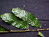  ( - K1353_H7)  @11 [ ] CreativeCommons - Attribution Non-Commercial Share-Alike (2019) Varun Swamy San Diego Zoo Global
