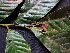  ( - K1353_H7)  @11 [ ] CreativeCommons - Attribution Non-Commercial Share-Alike (2019) Varun Swamy San Diego Zoo Global