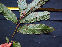  ( - K1353_H7)  @11 [ ] CreativeCommons - Attribution Non-Commercial Share-Alike (2019) Varun Swamy San Diego Zoo Global