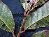  (Talisia sp. 2 - K1353_H7)  @11 [ ] CreativeCommons - Attribution Non-Commercial Share-Alike (2019) Varun Swamy San Diego Zoo Global