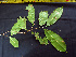  (Micropholis - K1353_B7)  @11 [ ] CreativeCommons - Attribution Non-Commercial Share-Alike (2019) Varun Swamy San Diego Zoo Global