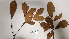  ( - K1353_H5)  @11 [ ] CreativeCommons - Attribution Non-Commercial Share-Alike (2019) Varun Swamy San Diego Zoo Global