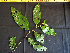  (Croton tessmannii - K1353_E2)  @11 [ ] CreativeCommons - Attribution Non-Commercial Share-Alike (2019) Varun Swamy San Diego Zoo Global