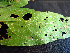  ( - K1353_E2)  @11 [ ] CreativeCommons - Attribution Non-Commercial Share-Alike (2019) Varun Swamy San Diego Zoo Global