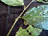  ( - K1353_E2)  @11 [ ] CreativeCommons - Attribution Non-Commercial Share-Alike (2019) Varun Swamy San Diego Zoo Global