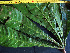  ( - K1353_A2)  @11 [ ] CreativeCommons - Attribution Non-Commercial Share-Alike (2019) Varun Swamy San Diego Zoo Global