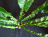  ( - K1353_A2)  @11 [ ] CreativeCommons - Attribution Non-Commercial Share-Alike (2019) Varun Swamy San Diego Zoo Global