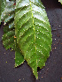  ( - K1353_A2)  @11 [ ] CreativeCommons - Attribution Non-Commercial Share-Alike (2019) Varun Swamy San Diego Zoo Global