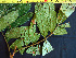  (Inga sp. 4 - K1353_G1)  @11 [ ] CreativeCommons - Attribution Non-Commercial Share-Alike (2019) Varun Swamy San Diego Zoo Global
