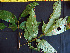  (Inga sp. 2 - K1353_B11)  @11 [ ] CreativeCommons - Attribution Non-Commercial Share-Alike (2019) Varun Swamy San Diego Zoo Global