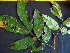  ( - K1353_B11)  @11 [ ] CreativeCommons - Attribution Non-Commercial Share-Alike (2019) Varun Swamy San Diego Zoo Global