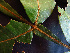  ( - K1353_B11)  @11 [ ] CreativeCommons - Attribution Non-Commercial Share-Alike (2019) Varun Swamy San Diego Zoo Global
