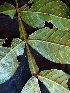  ( - K1353_B11)  @11 [ ] CreativeCommons - Attribution Non-Commercial Share-Alike (2019) Varun Swamy San Diego Zoo Global