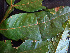  ( - K1353_B11)  @11 [ ] CreativeCommons - Attribution Non-Commercial Share-Alike (2019) Varun Swamy San Diego Zoo Global
