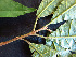 (Sloanea sp - K1353_F2)  @11 [ ] CreativeCommons - Attribution Non-Commercial Share-Alike (2019) Varun Swamy San Diego Zoo Global