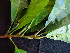  ( - K1354_B1)  @11 [ ] CreativeCommons - Attribution Non-Commercial Share-Alike (2019) Varun Swamy San Diego Zoo Global