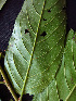  ( - K1354_C12)  @11 [ ] CreativeCommons - Attribution Non-Commercial Share-Alike (2019) Varun Swamy San Diego Zoo Global