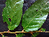  ( - K1354_C12)  @11 [ ] CreativeCommons - Attribution Non-Commercial Share-Alike (2019) Varun Swamy San Diego Zoo Global