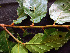  ( - K1354_C12)  @11 [ ] CreativeCommons - Attribution Non-Commercial Share-Alike (2019) Varun Swamy San Diego Zoo Global
