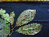  ( - K1353_G6)  @11 [ ] CreativeCommons - Attribution Non-Commercial Share-Alike (2019) Varun Swamy San Diego Zoo Global