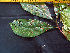  ( - K1353_G6)  @11 [ ] CreativeCommons - Attribution Non-Commercial Share-Alike (2019) Varun Swamy San Diego Zoo Global