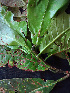 ( - K1353_G6)  @11 [ ] CreativeCommons - Attribution Non-Commercial Share-Alike (2019) Varun Swamy San Diego Zoo Global
