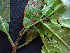  ( - K1353_G6)  @11 [ ] CreativeCommons - Attribution Non-Commercial Share-Alike (2019) Varun Swamy San Diego Zoo Global