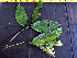  ( - K1353_A3)  @11 [ ] CreativeCommons - Attribution Non-Commercial Share-Alike (2019) Varun Swamy San Diego Zoo Global