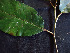  ( - K1353_A3)  @11 [ ] CreativeCommons - Attribution Non-Commercial Share-Alike (2019) Varun Swamy San Diego Zoo Global