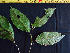  ( - K1353_A3)  @11 [ ] CreativeCommons - Attribution Non-Commercial Share-Alike (2019) Varun Swamy San Diego Zoo Global