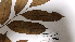  ( - K1354_G2)  @11 [ ] CreativeCommons - Attribution Non-Commercial Share-Alike (2019) Varun Swamy San Diego Zoo Global