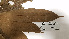  ( - K1353_F12)  @11 [ ] CreativeCommons - Attribution Non-Commercial Share-Alike (2019) Varun Swamy San Diego Zoo Global