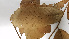  ( - K1354_B3)  @11 [ ] CreativeCommons - Attribution Non-Commercial Share-Alike (2019) Varun Swamy San Diego Zoo Global