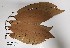 (Pleurothyrium - K1353_F10)  @11 [ ] CreativeCommons - Attribution Non-Commercial Share-Alike (2019) Varun Swamy San Diego Zoo Global