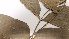  ( - K1353_B10)  @11 [ ] CreativeCommons - Attribution Non-Commercial Share-Alike (2019) Varun Swamy San Diego Zoo Global