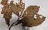 (Coccoloba sp. 1 - K1353_A12)  @11 [ ] CreativeCommons - Attribution Non-Commercial Share-Alike (2019) Varun Swamy San Diego Zoo Global