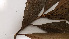  ( - K1353_G10)  @11 [ ] CreativeCommons - Attribution Non-Commercial Share-Alike (2019) Varun Swamy San Diego Zoo Global