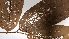  ( - K1354_H8)  @11 [ ] CreativeCommons - Attribution Non-Commercial Share-Alike (2019) Varun Swamy San Diego Zoo Global