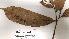  (Licania britteniana - K1353_H8)  @11 [ ] CreativeCommons - Attribution Non-Commercial Share-Alike (2019) Varun Swamy San Diego Zoo Global