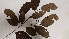  (Mabea maynensis - K1353_D9)  @11 [ ] CreativeCommons - Attribution Non-Commercial Share-Alike (2019) Varun Swamy San Diego Zoo Global